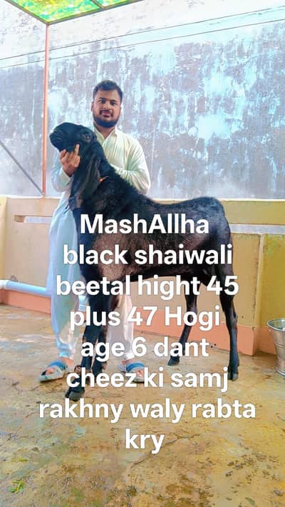 All top breedr urgent sale