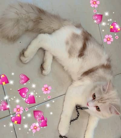 Persion cat (female)