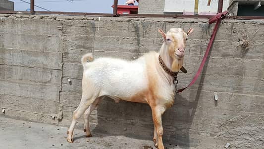 Gulabi Teddi breeder for sell