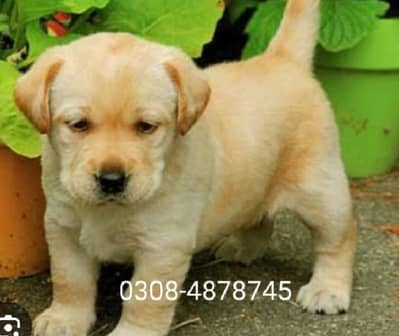Labrador puppies
