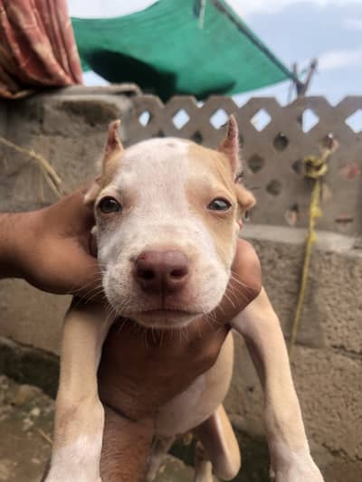 Pitbull