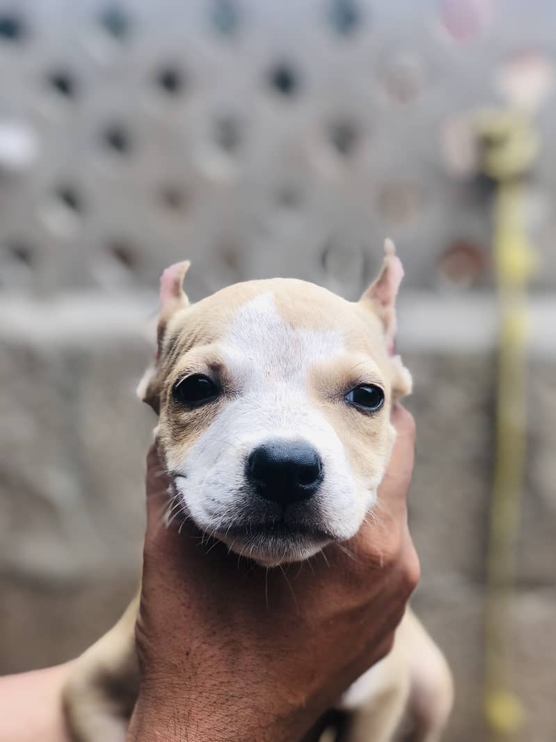 Pitbull 1