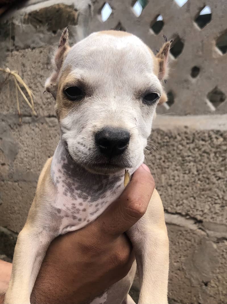 Pitbull 2