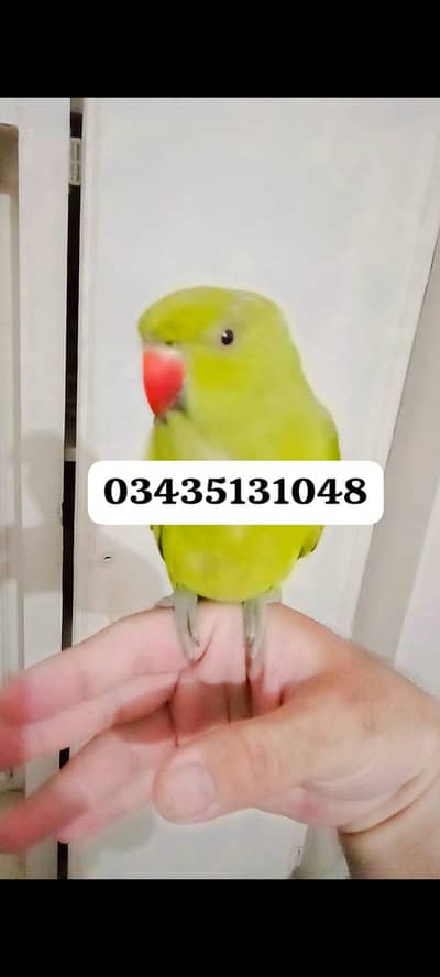 friendly green ringneck parrot handtame