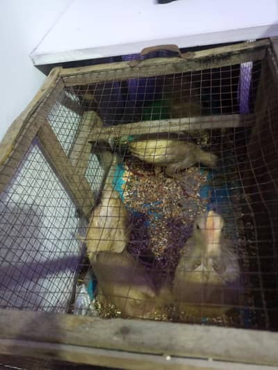 hen small