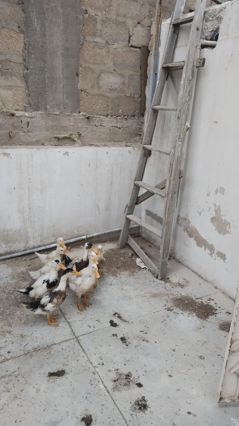 8 ducklings 1 for 2000 all for 15000 — photo 2