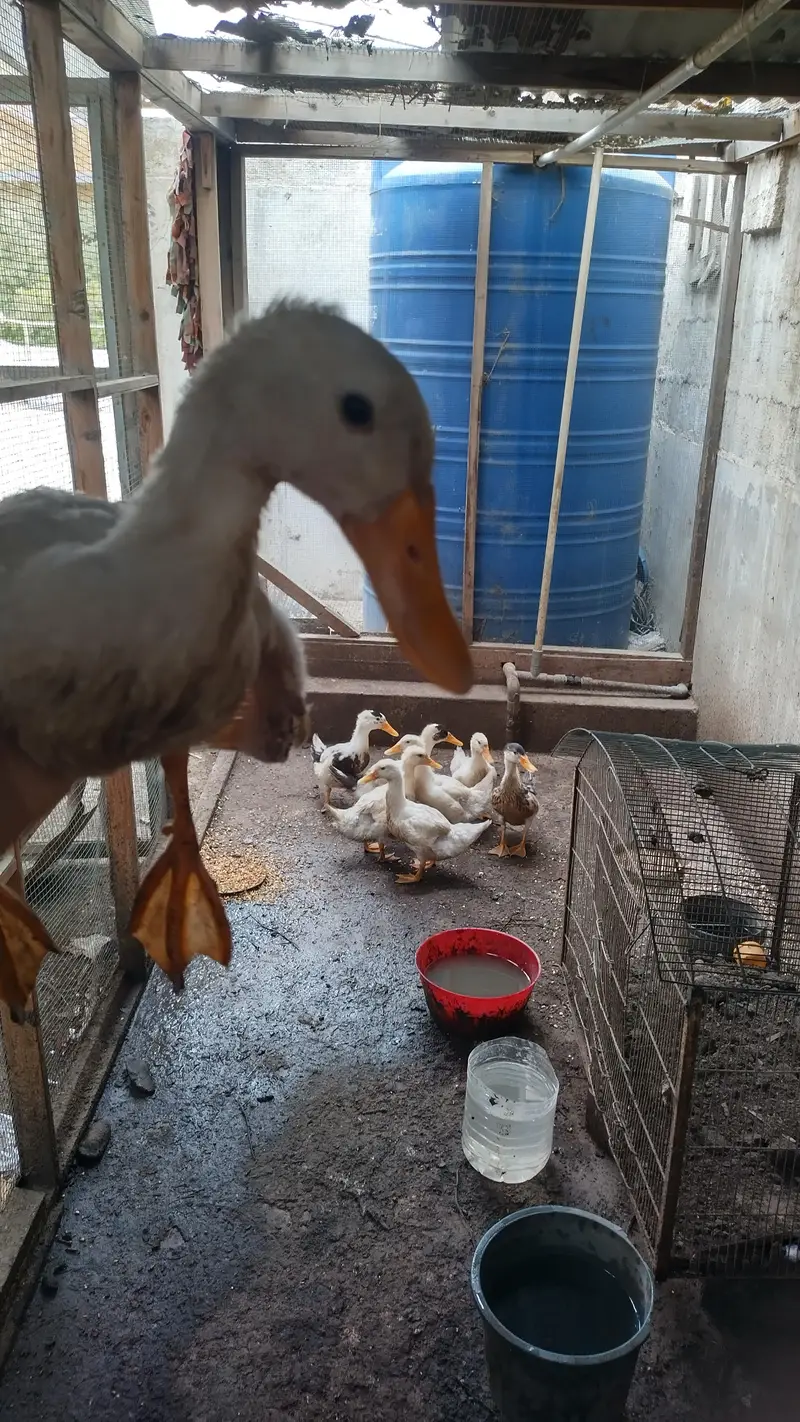 8 ducklings 1 for 2000 all for 15000 — photo 4