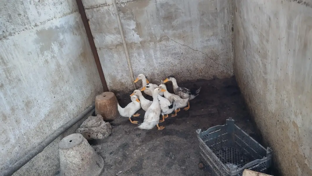 8 ducklings 1 for 2000 all for 15000 — photo 5