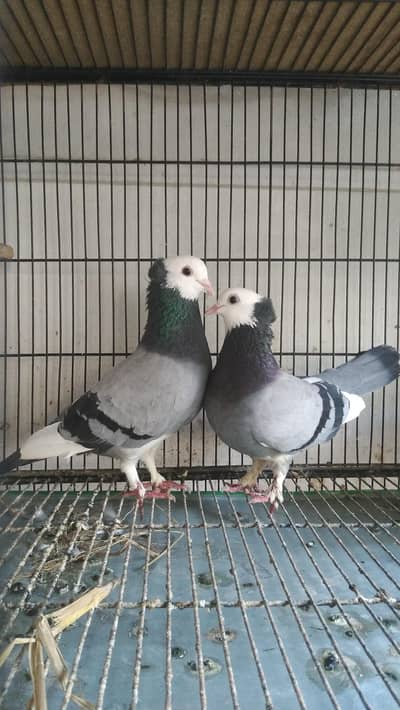 Fancy Birds for Sale
