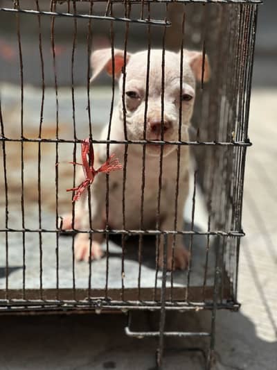 American pitbull male
