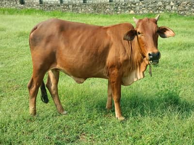 sahiwali cow