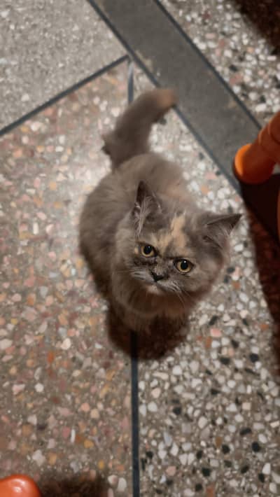 Rare Female Cat for Sale – 1 Vaccine Dose Done