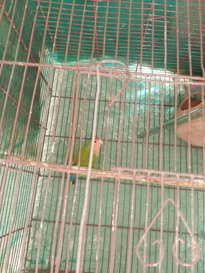 lovebirds