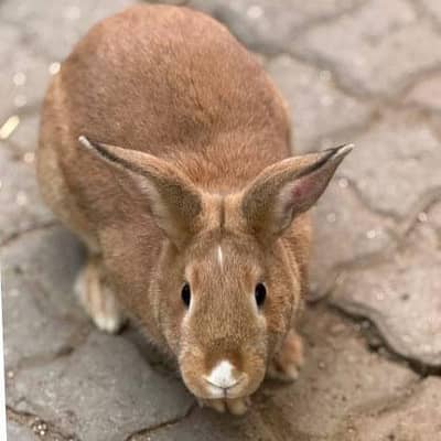 Rabbit pure jangli pair urgent sale