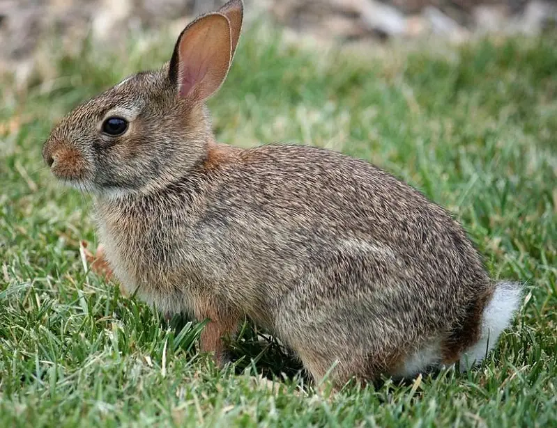 Rabbit pure jangli pair urgent sale — photo 9
