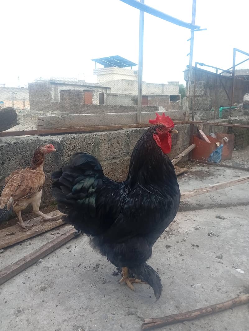 black heavy buff 0