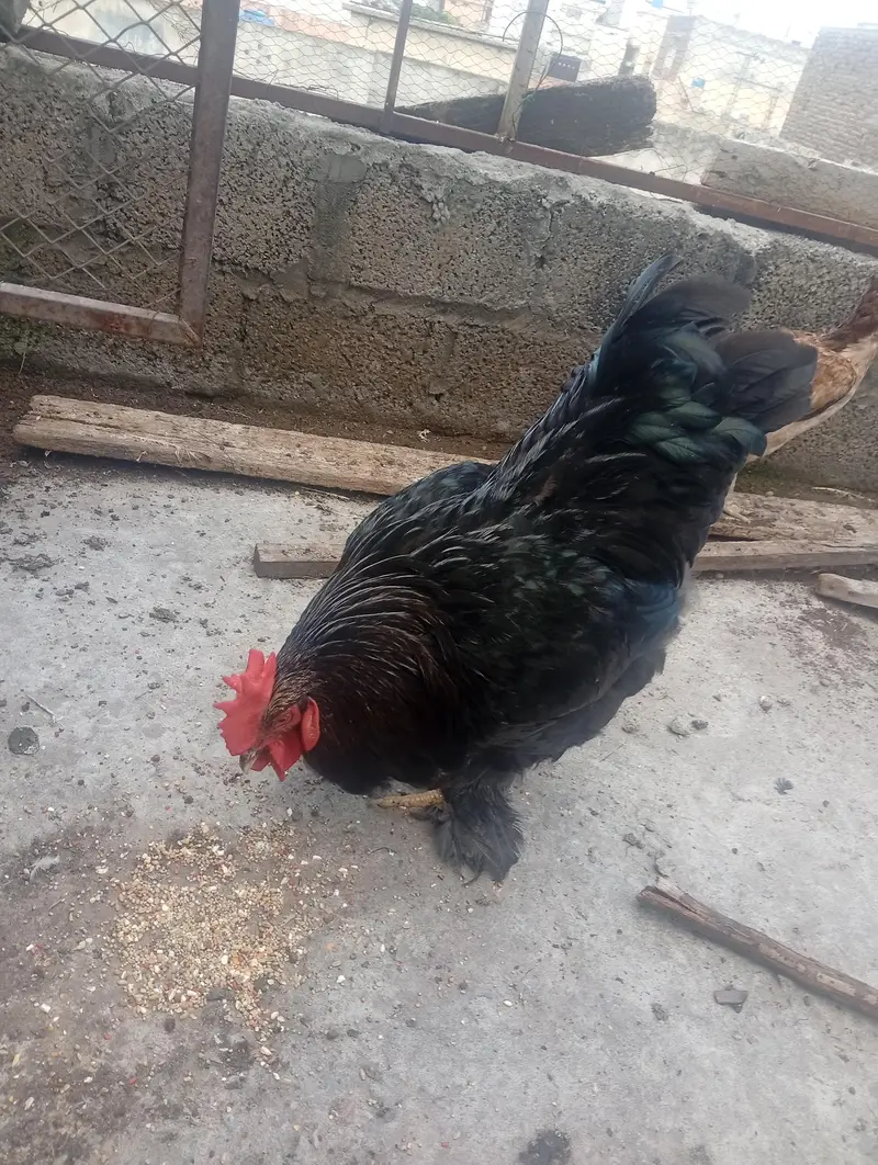 black heavy buff — photo 2