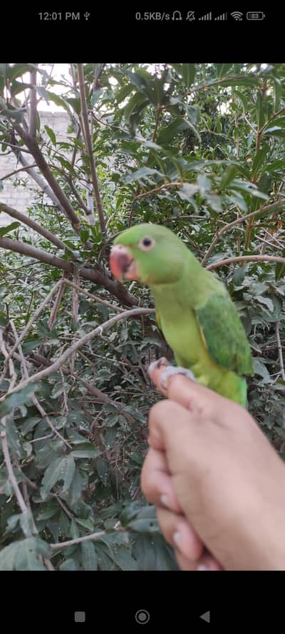 Parrot pair for sale
