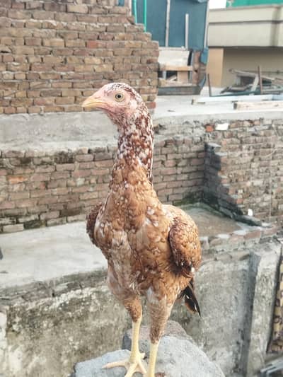 Aseel Madi For Urgent Sale price FNF hai
