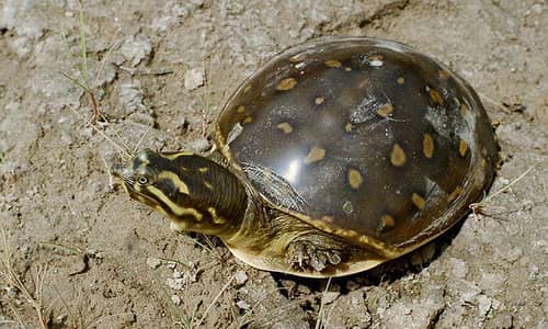 turtle 