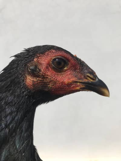 Pure Pakoye long hight Birds for sale Whatsapp : 03032766741