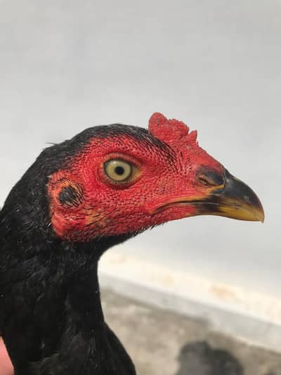Pure Pakoye long hight Birds for sale Whatsapp : 03032766741