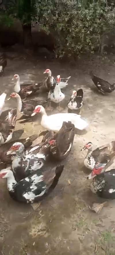 Muscovy American most beautiful ducks available rate final
