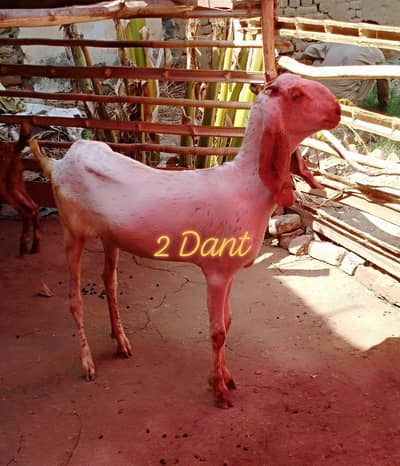 Goat for sale