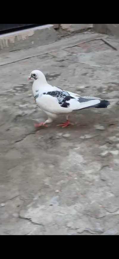 Breeder Male
