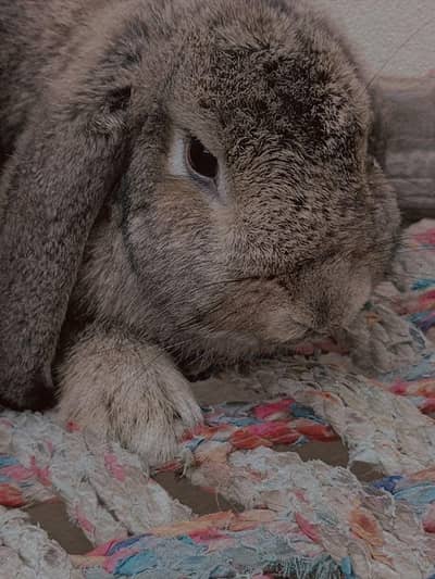 Holland loop female