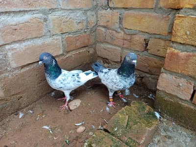pigeon for sale all setup