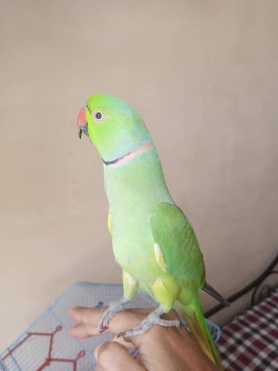 Ringneck