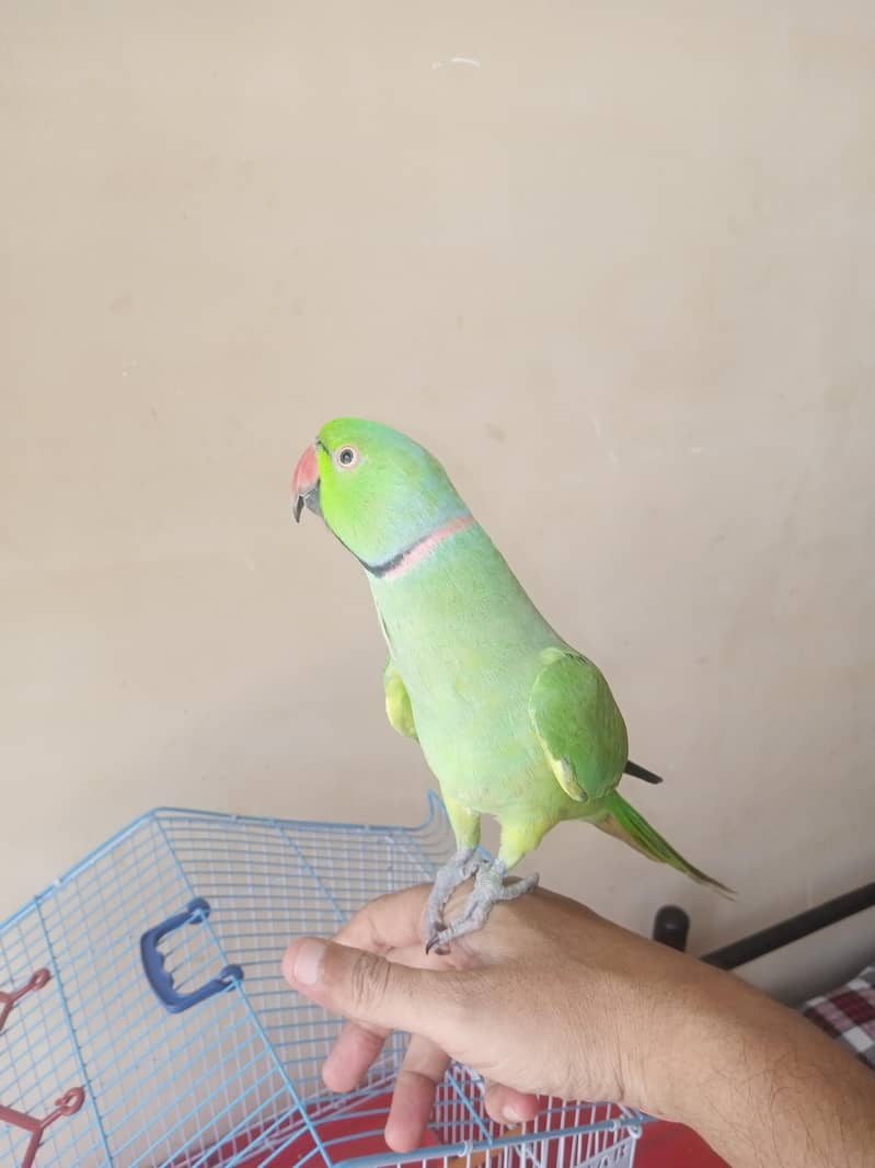 Ringneck 1