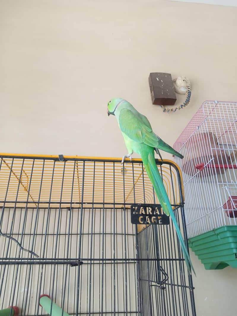 Ringneck 2