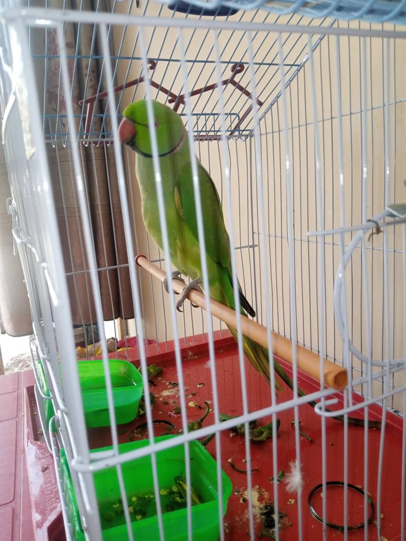 Ringneck 3