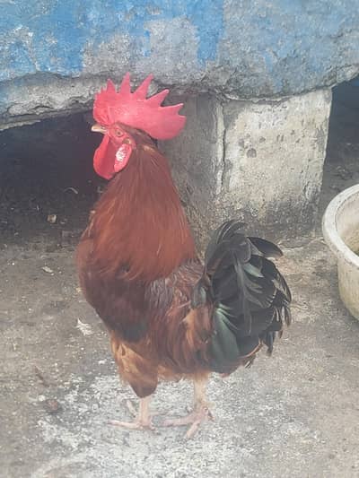 Golden Misry hens