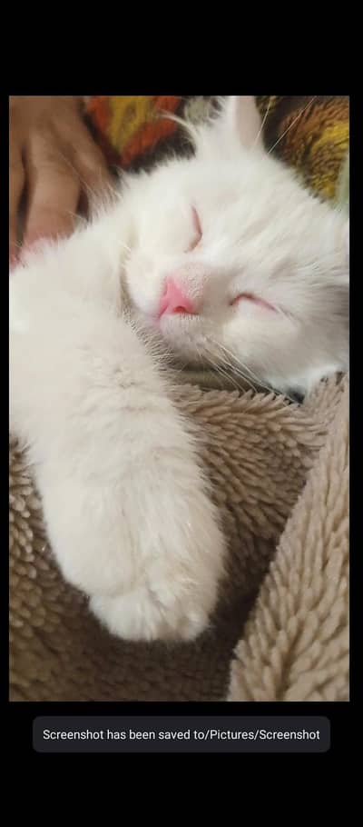 Persian kittens for urgent sale