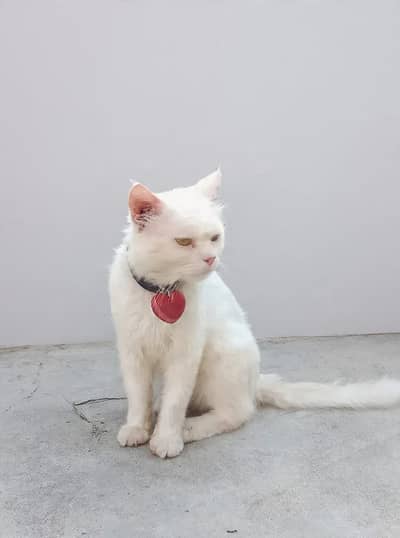 Pure White Persian Male Cat - Yellow Eyes -jhang bahtar wah