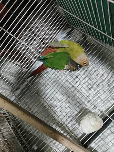 Green check conure pair