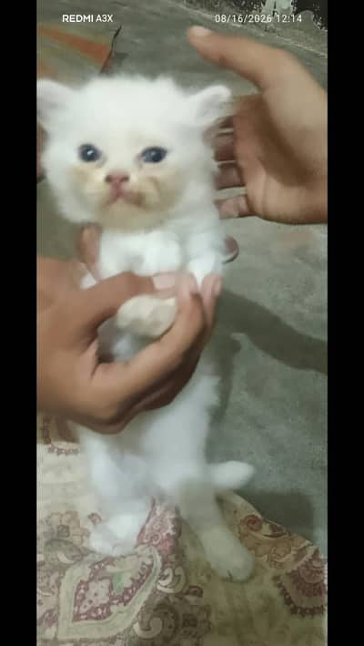 Cat Persian