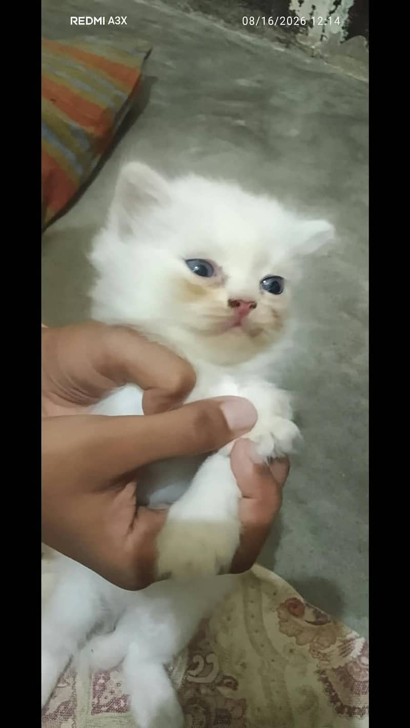 Cat Persian 1