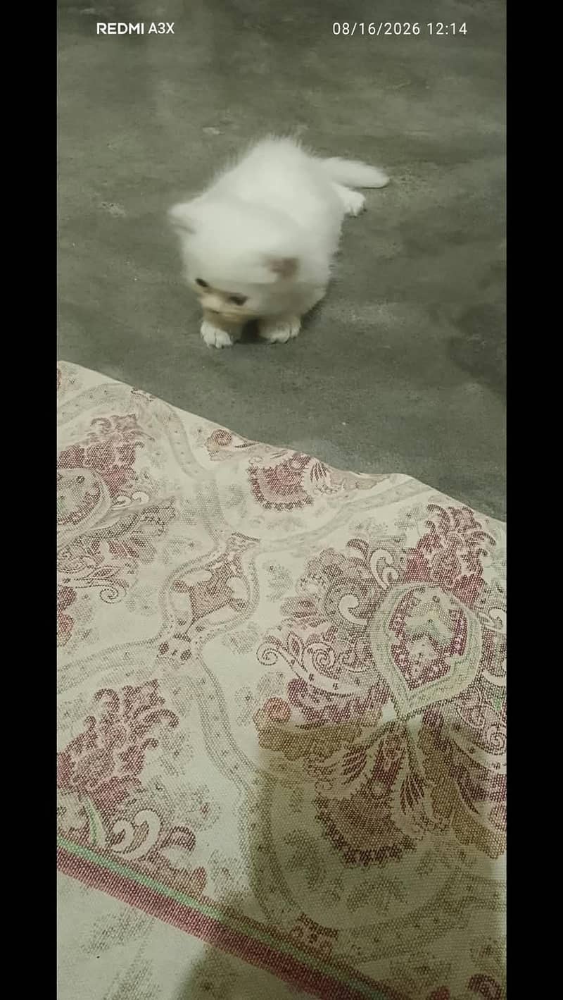 Cat Persian 2