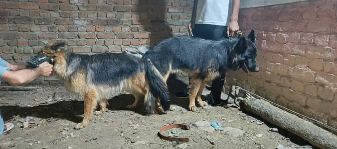 German shepherd 18 daysMatted female available
