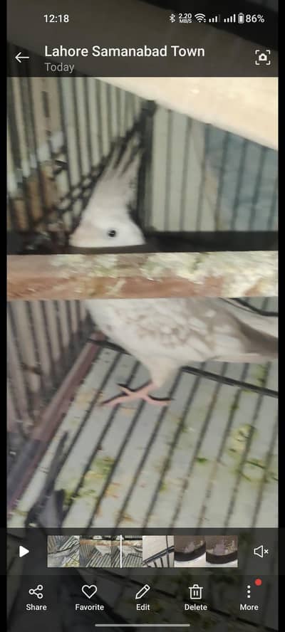 grey pied male and white female with 2 chicks fully breeder pair