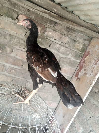 Aseel mainwali khajuri pathi for sale 03125493963 W S