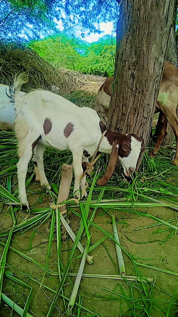 2 goats 1
