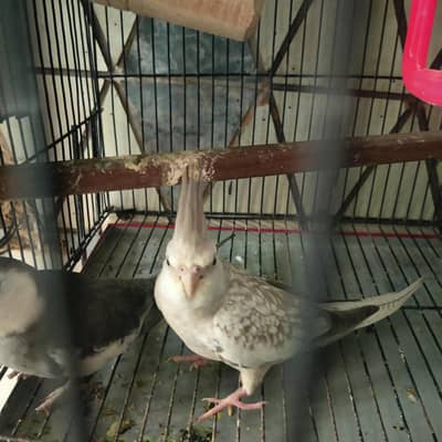 grey pied male and white female with 2 chicks fully breeder pair