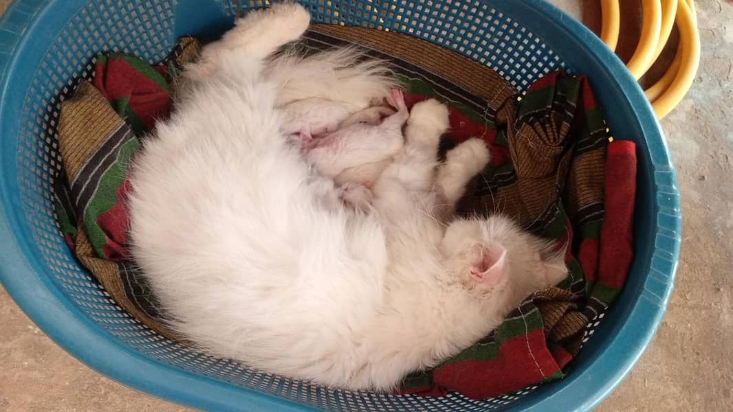 Persian kittens 0