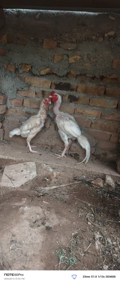 heera aseel pair