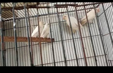 love birds breeder pair for sale ha
